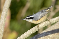 Red-breasted Nuthatch