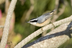 Red-breasted Nuthatch