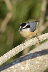 Red-breasted Nuthatch