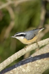 Red-breasted Nuthatch