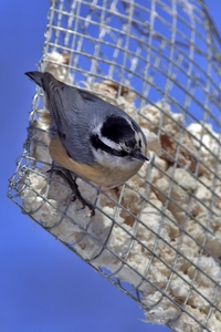 Red-breasted Nuthatch