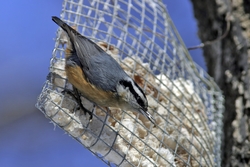Red-breasted Nuthatch