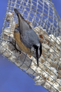 Red-breasted Nuthatch