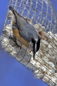 Red-breasted Nuthatch