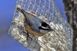 Red-breasted Nuthatch