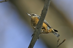 Red-breasted Nuthatch