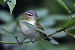 Red-eyed Vireo