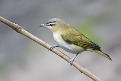 Red-eyed Vireo