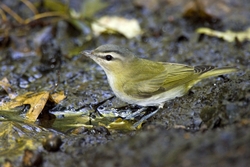 Red-eyed Vireo