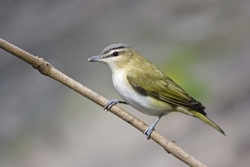 Red-eyed Vireo