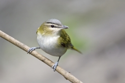 Red-eyed Vireo