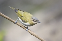 Red-eyed Vireo