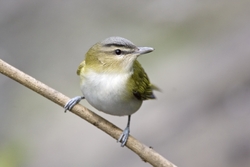 Red-eyed Vireo