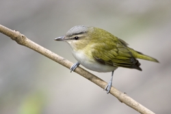 Red-eyed Vireo