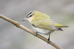 Red-eyed Vireo