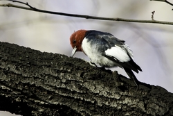 Red-headed Woodpecker