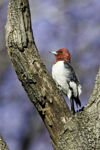 Red-headed Woodpecker