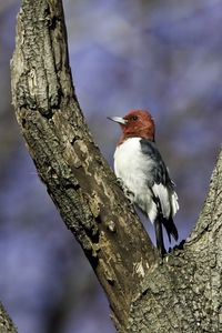 Red-headed Woodpecker