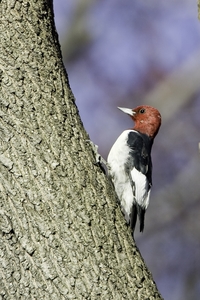 Red-headed Woodpecker
