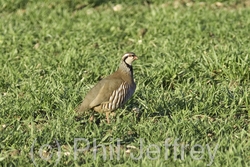 Red-legged Partridge