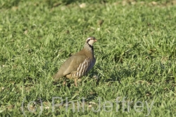 Red-legged Partridge