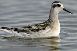Red-necked Phalarope