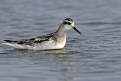 Red-necked Phalarope