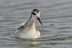 Red-necked Phalarope