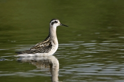 Red-necked Phalarope