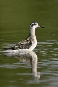 Red-necked Phalarope