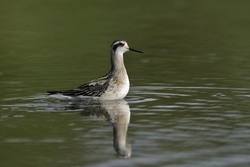 Red-necked Phalarope