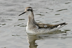 Red-necked Phalarope