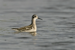 Red-necked Phalarope