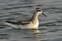 Red-necked Phalarope
