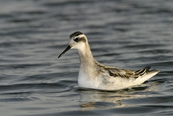 Red-necked Phalarope