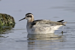 Red-necked Phalarope
