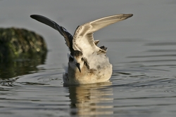 Red-necked Phalarope