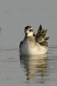 Red-necked Phalarope