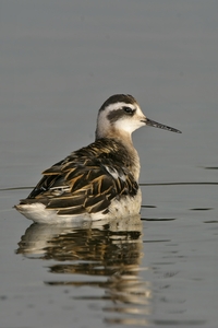 Red-necked Phalarope
