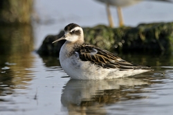 Red-necked Phalarope