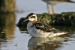 Red-necked Phalarope