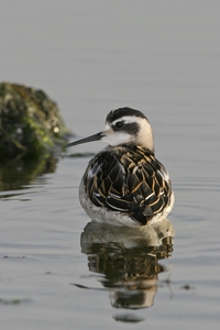 Red-necked Phalarope