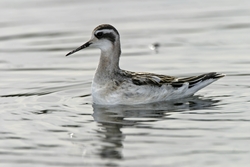 Red-necked Phalarope