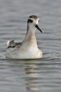 Red-necked Phalarope