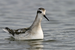 Red-necked Phalarope