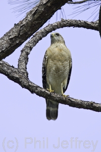 Red-shouldered Hawk