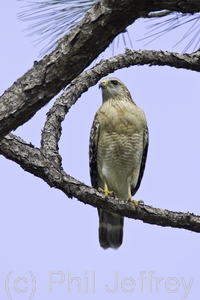 Red-shouldered Hawk