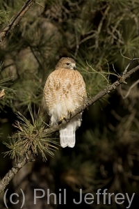 Red-shouldered Hawk