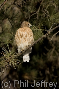 Red-shouldered Hawk