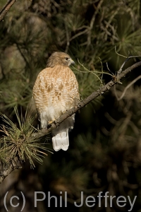 Red-shouldered Hawk